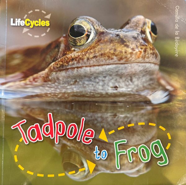 Tadpole to Frog